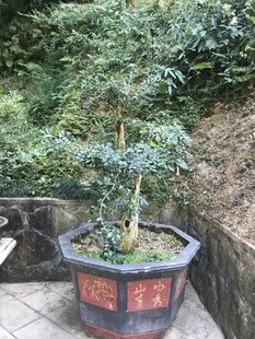 盆栽
