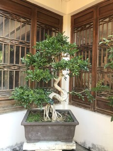 盆栽 盆景