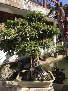 盆栽 盆景