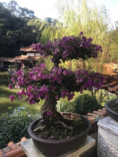 盆栽 盆景