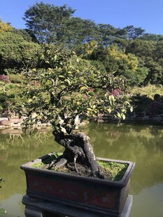 盆栽 盆景