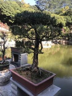 盆栽 盆景