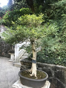 盆栽 盆景