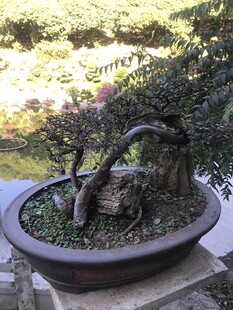 盆栽 盆景
