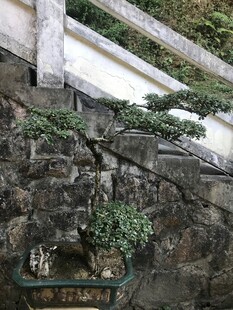 盆栽 盆景