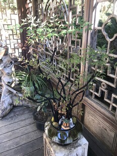 盆栽 盆景