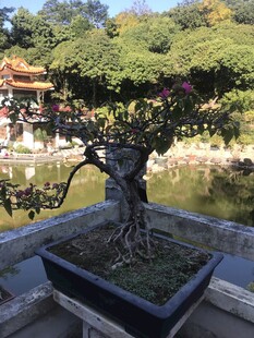盆栽 盆景