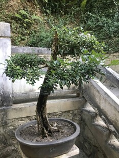 盆栽 盆景