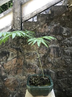 盆栽 盆景