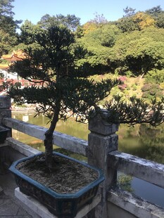 盆栽 盆景