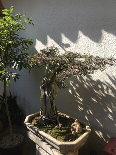 盆栽 盆景