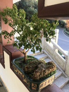 盆栽 盆景