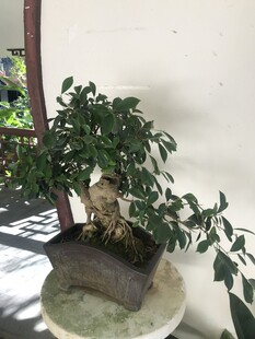 盆栽 盆景