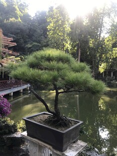 盆栽 盆景