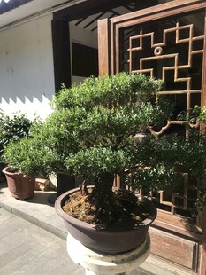 盆栽 盆景
