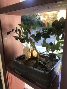 盆栽 盆景