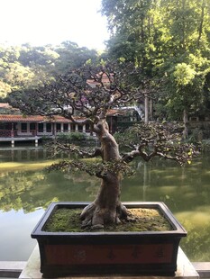 盆栽 盆景