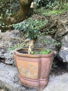 盆栽 盆景