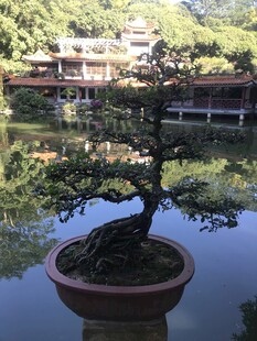 盆栽 盆景