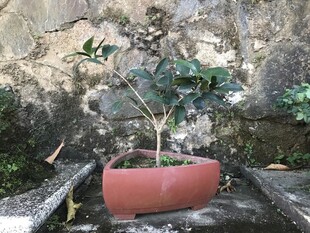 盆栽 盆景