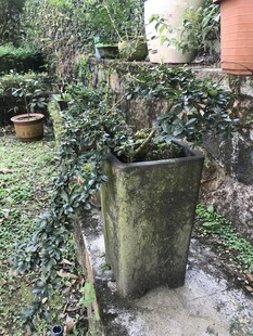 盆栽 盆景