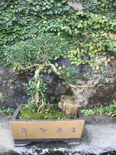 盆栽 盆景