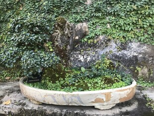 盆栽 盆景