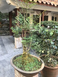 盆栽 盆景