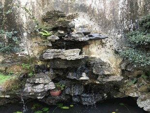 盆栽 盆景