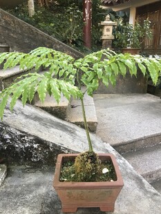 盆栽 盆景