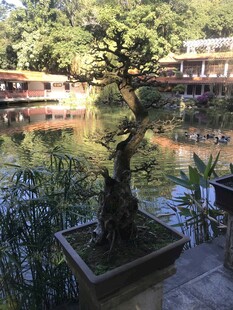 盆栽 盆景