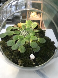 盆栽 盆景