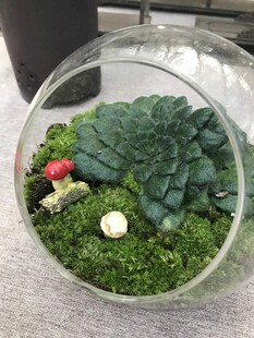 盆栽 盆景