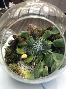 盆栽 盆景