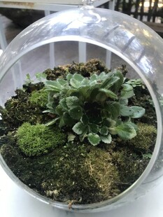 盆栽 盆景