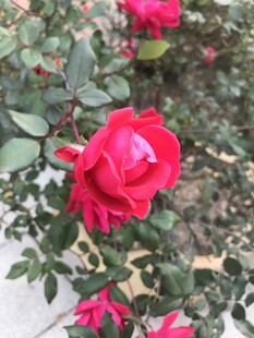 月季花