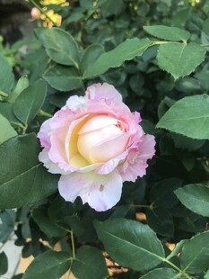 月季花
