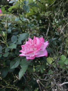 月季花