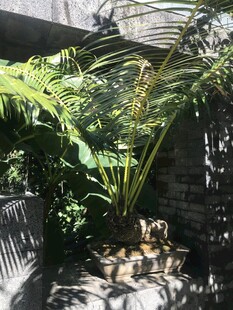 盆栽 盆景