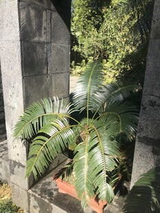盆栽 盆景