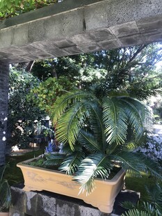 盆栽 盆景