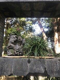 盆栽 盆景