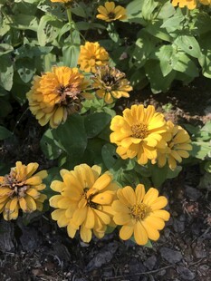 小菊花