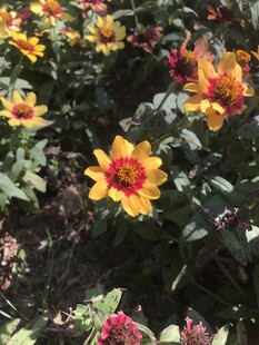 小菊花
