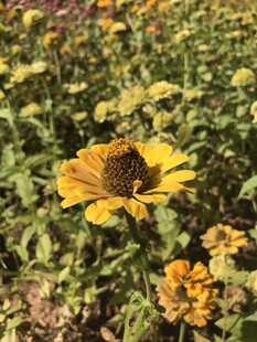 小菊花