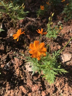 小菊花