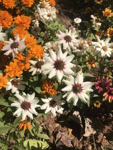 小菊花