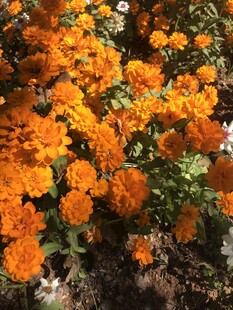 小菊花