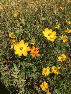 小菊花