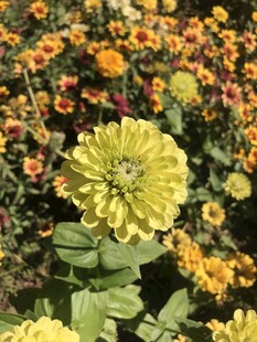 小菊花